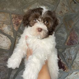 Havanese Puppies from Havan Sent Havanese