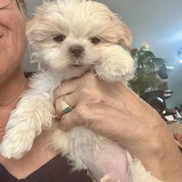 Brusco - Cream and white male Shih Tzu puppy in Brandon, Florida from Prescious Shih Tzu’s