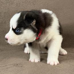 Hana - Black and white female Siberian Husky puppy in Miami, Florida from House of Ace & Iza