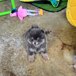 Lanie - Blue and tan female Pomeranian puppy in Lyons, Georgia from Its a Poms Life Kennel