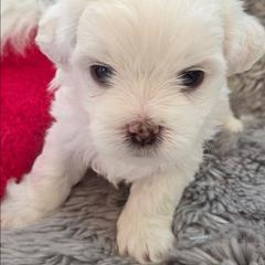 Aspen - Cream male Shichon puppy in Carmel, Indiana from S&S Pups