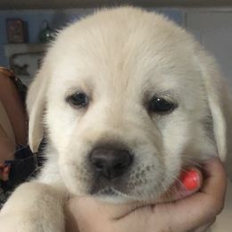 Labrador Retriever Puppies from Nosterfields Labradors