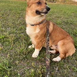 Winston - American Corgi