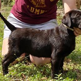 Labrador Retriever Puppies from A. Hansen Labradors