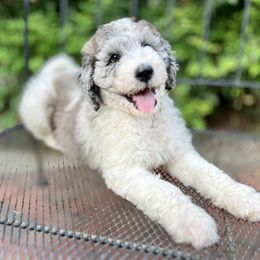 Landy - Goldendoodle