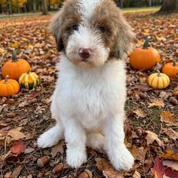 Ewing - Parti female Goldendoodle puppy in from Pink Poodles and Doodles