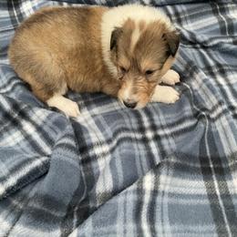 Calling Bird - Sable and white female Collie puppy in Bamberg, South Carolina from Shakhor Ohr Collies and Pomeranians