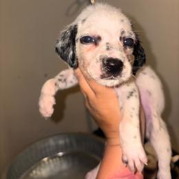 White collar girl - White and black female Dalmatian puppy in Toledo, Ohio from Exquisite Dalmatians & Standard Poodles