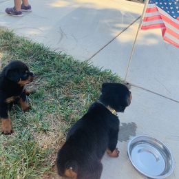 Rottweiler Puppies from Ride or Die Rottweilers