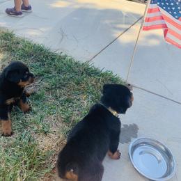 Rottweiler Puppies from Ride or Die Rottweilers