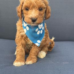 Copper - Apricot male Maltipoo puppy in Lancaster, Kentucky from Dream Paws Puppies, LLC
