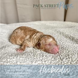 Hoobiedoo - Apricot male Goldendoodle puppy in Paxville, South Carolina from Pack Street Pups