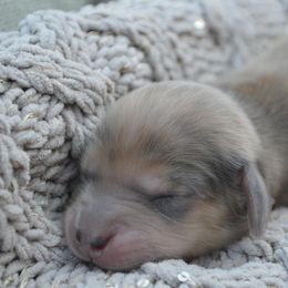 Dachshund Puppies from Dreamheart Dachshunds