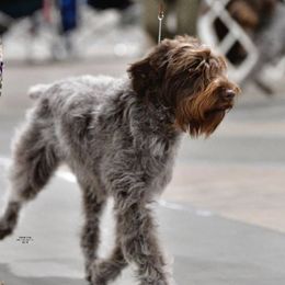 Quill - Wirehaired Pointing Griffon