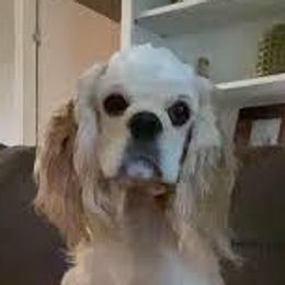 Cocker Spaniels from Silver Country Cocker Spaniels