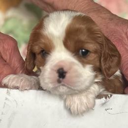 Orion - Blenheim male Cavalier King Charles Spaniel puppy in Oroville, California from Happy Tails Kennel