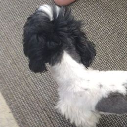 Duchess - Shih Tzu