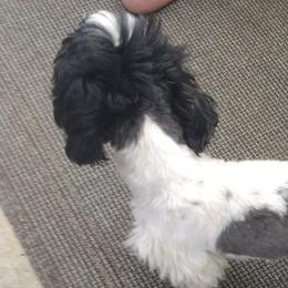 Duchess - Shih Tzu
