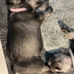 Standard Schnauzer Puppies from Stahlkrieger Standard Schnauzers