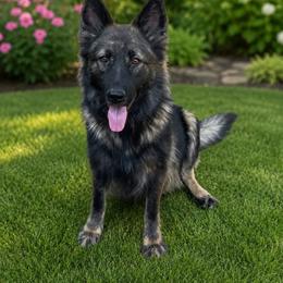 Queen - German Shepherd