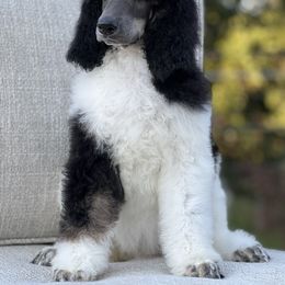 Venus - Poodle puppy in Bristol, Virginia from Schrute Farms Standard Poodles