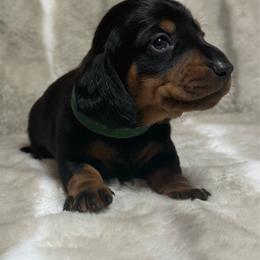 Milo - Black and tan male Dachshund puppy in Cypress, Texas from Sweet Little Churros