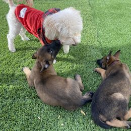Belgian Malinois Puppies from Care 2 Protect