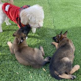 Belgian Malinois Puppies from Care 2 Protect