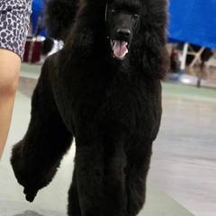 Poodles from Bakker's Poodles