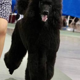 Poodles from Bakker's Poodles