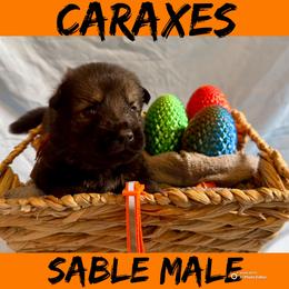 Caraxes - Sable male German Shepherd puppy in Lewisburg, Kentucky from RED’s German Shepherds