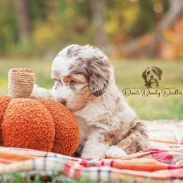 Aussiedoodle Puppies from Dani's Dandy Doodles