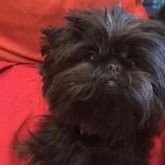 Affenpinschers from Donnybrook