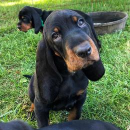 Black and Tan Coonhound Puppies from Windbourne Farm Black & Tan Coonhounds