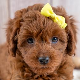 Georgia - Red female Cavapoo puppy in Erda, Utah from Country Lane Doodles