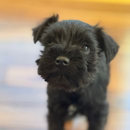 Luke - Black male Miniature Schnauzer puppy in Hull, Georgia from Ardent Miniature Schnauzers of Athens