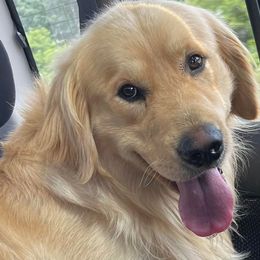 German Shepherds and Golden Retrievers from 11 Oaks Kennels