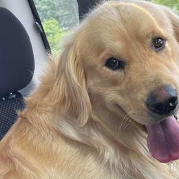 German Shepherds and Golden Retrievers from 11 Oaks Kennels