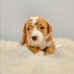 Kristoph - Tri-color male Bernedoodle puppy in Russell Springs, Kentucky from 270 Doodles