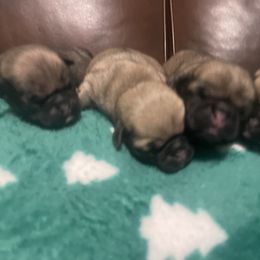 Pug puppies from Pure Pugs
