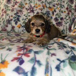 Lisa AKC Cream - Cream female Dachshund puppy in Magnolia, Texas from J&R Macias Dachshunds