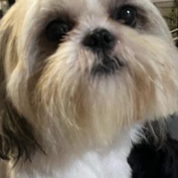 Sophie - Shih Tzu