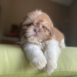 Girl 2 Bella - Liver and white female Shih Tzu puppy in Troy, Michigan from "Shihtzu Best Friend"