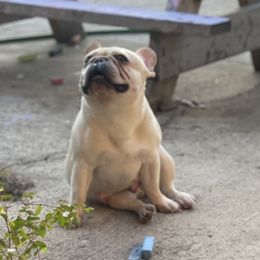 LouLou - French Bulldog