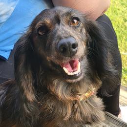 Ember - Dachshund