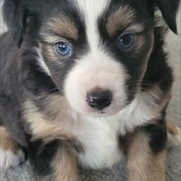 Liberty - Black tri female Miniature Australian Shepherd puppy in Deer Park, Washington from Rodeo Aussies