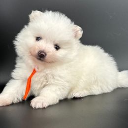 Orange - White male Pomeranian puppy in Meridian, Idaho from Idaho_poms