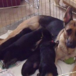German Shepherd Puppies from Sharashe Shepherds