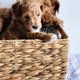 Assorted Doodle Crosses Puppies from Real Blue Sky Sheltidoodle Puppies