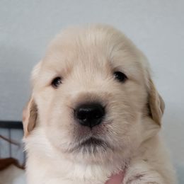 Golden Retriever Puppies from Amore Doro’ N Marshell Golden’s